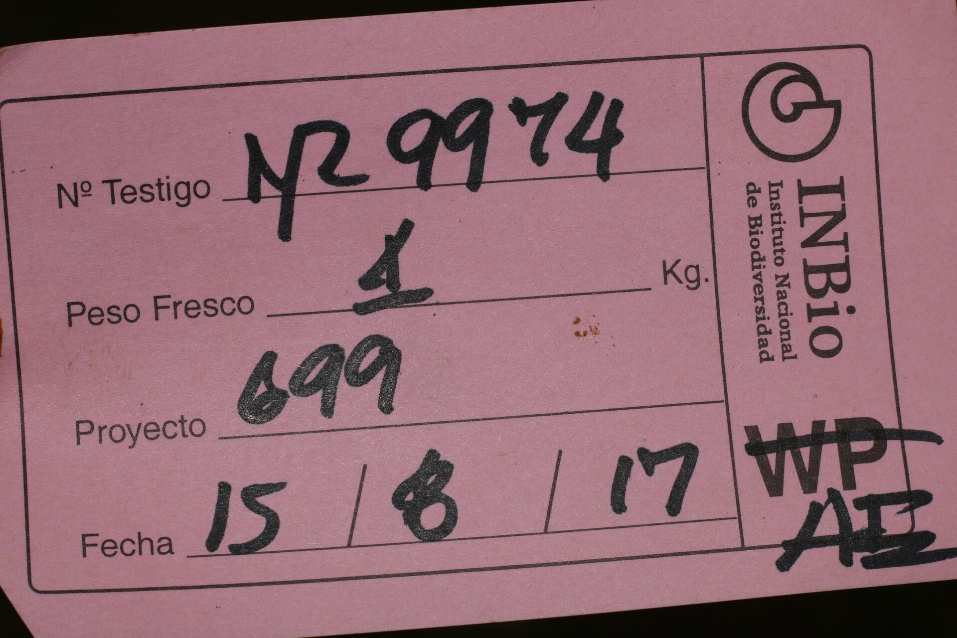 Celtis trinervia other