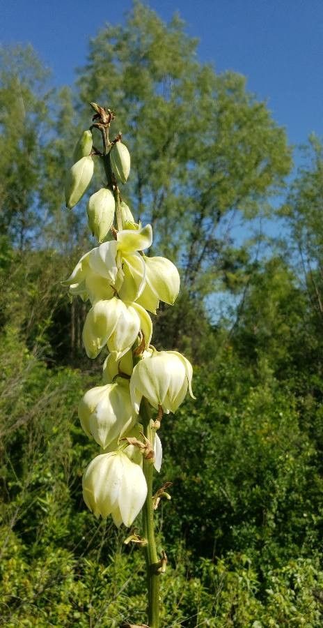 Yucca rupicola flower