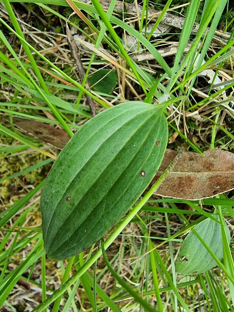 Ranunculus bupleuroides — houseplant care guide