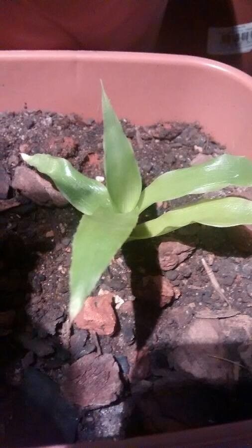 Bromelia laciniosa — houseplant care guide