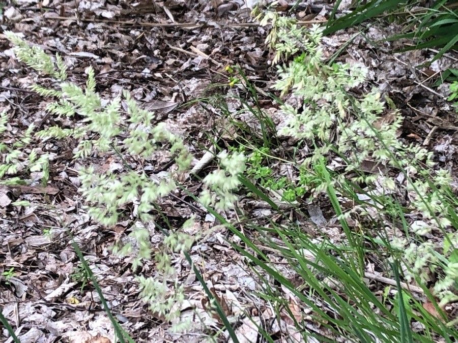 Holcus lanatus fruit
