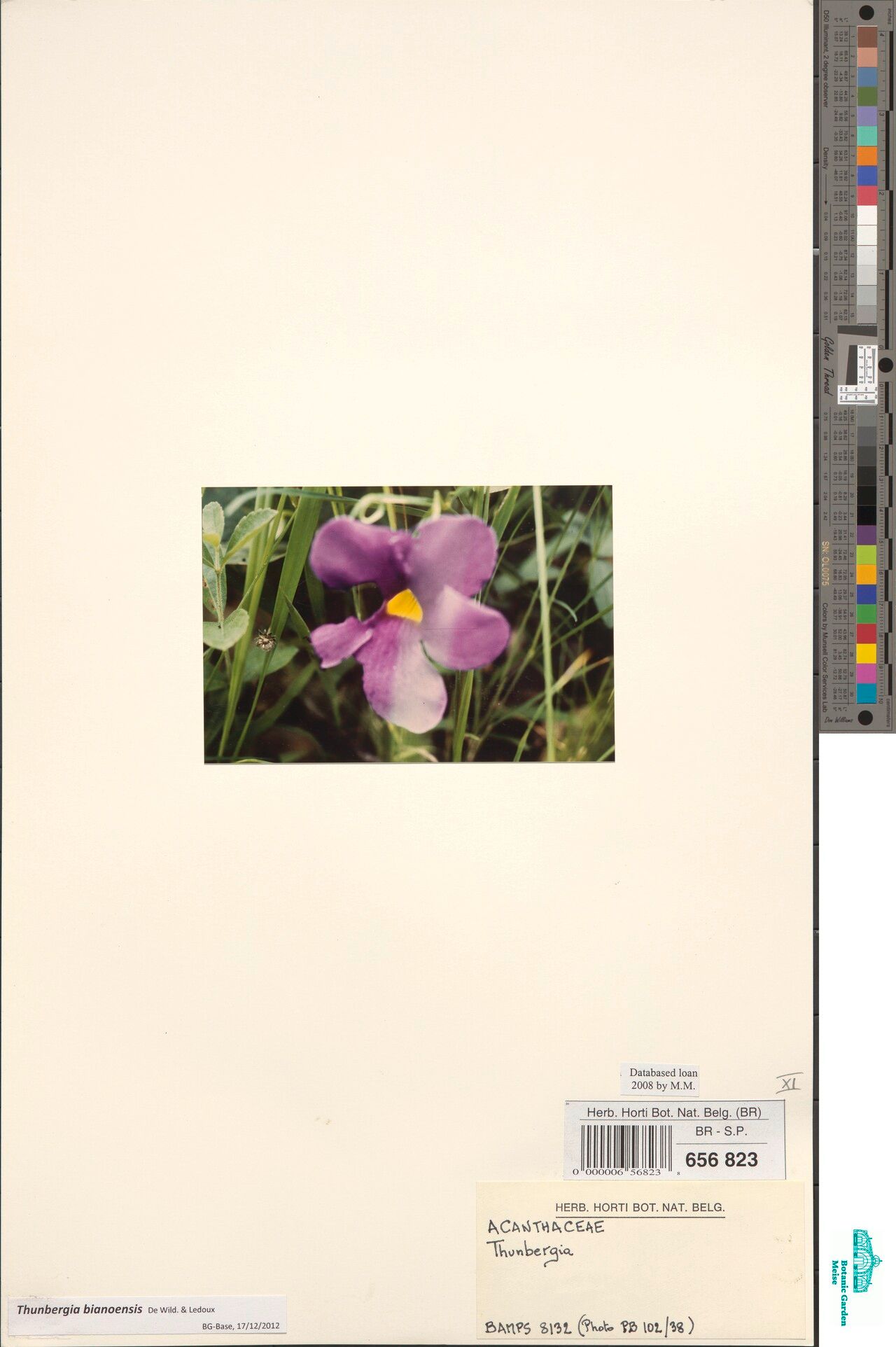 Thunbergia bianoensis — search result for 'Thunbergia'