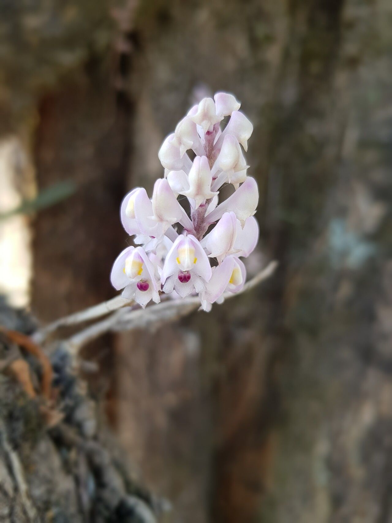 Polystachya dalzielii flower