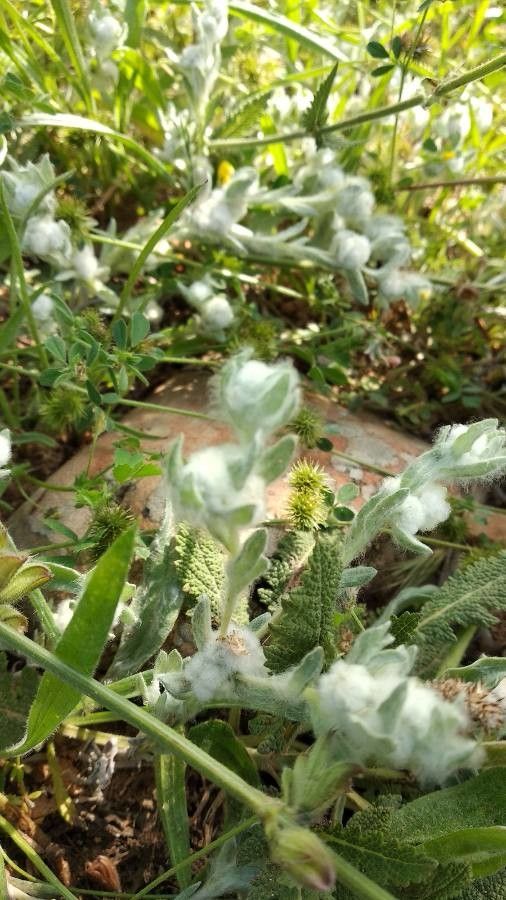 Bombycilaena discolor flower