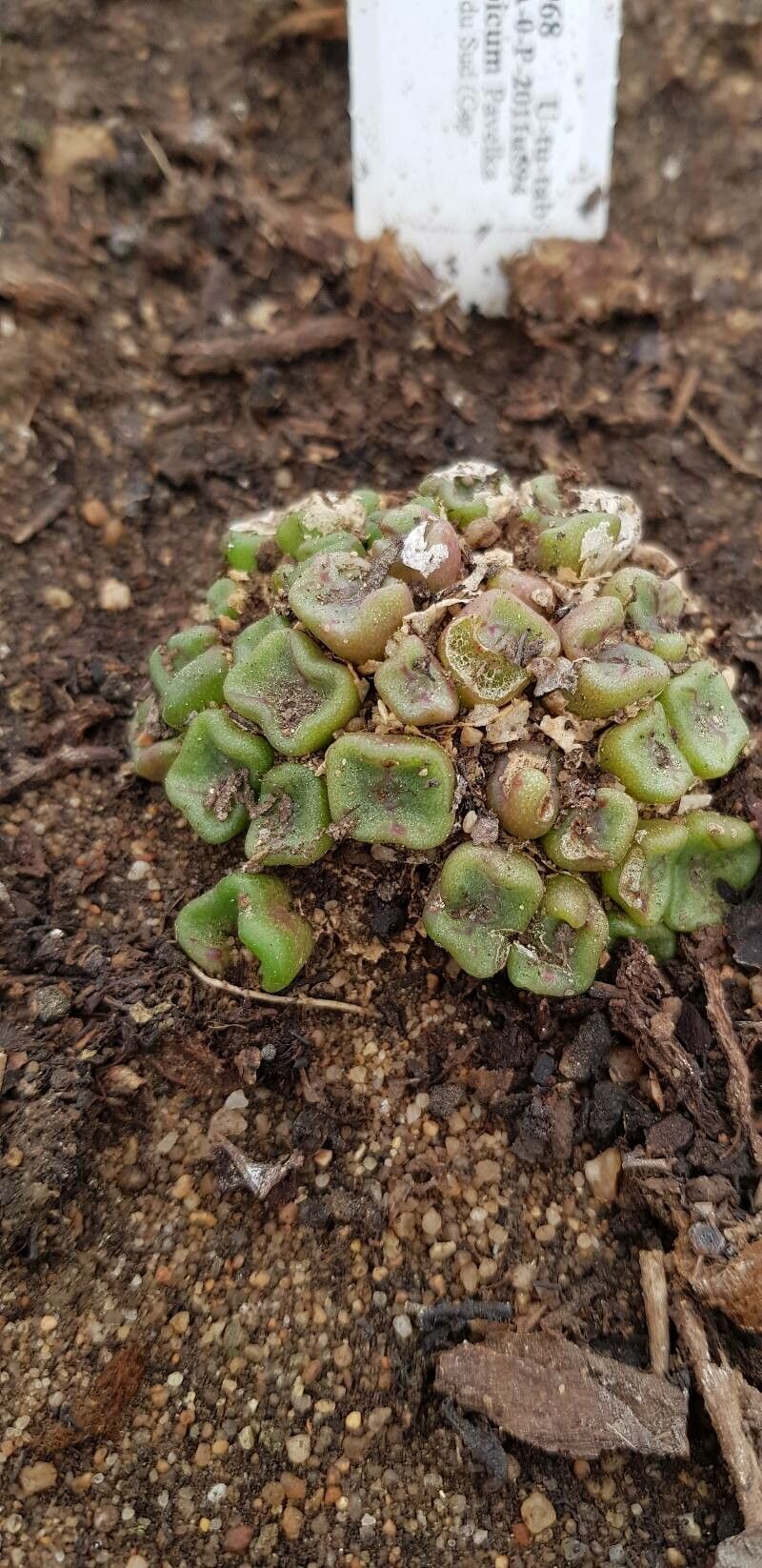 Conophytum cubicum — houseplant care guide
