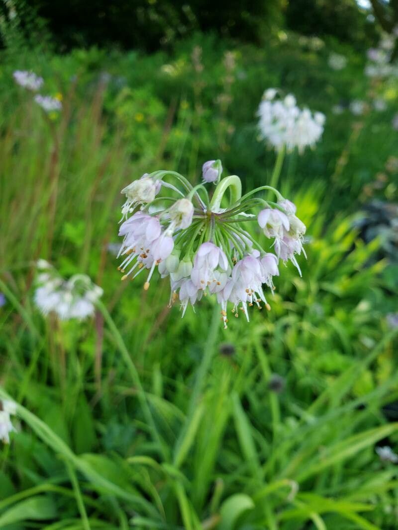 Allium cernuum flower