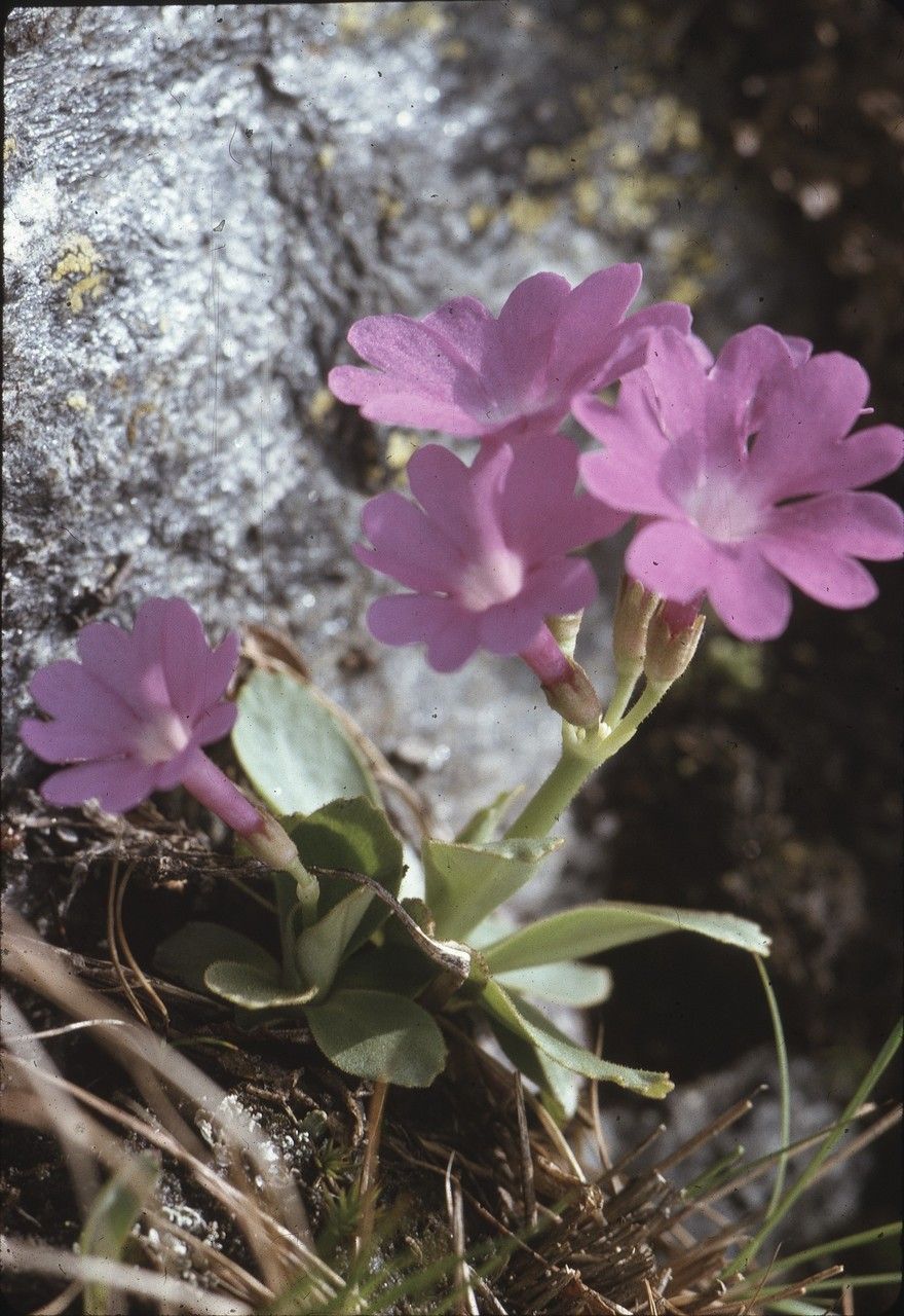 Primula pedemontana habit