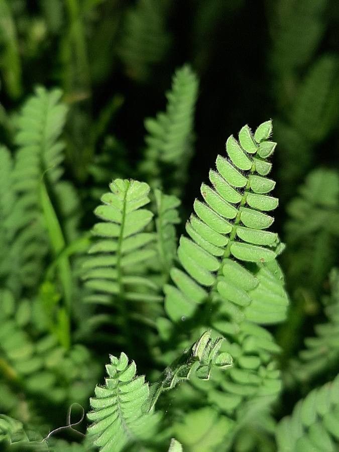 Ornithopus sativus — search result for 'Azores'