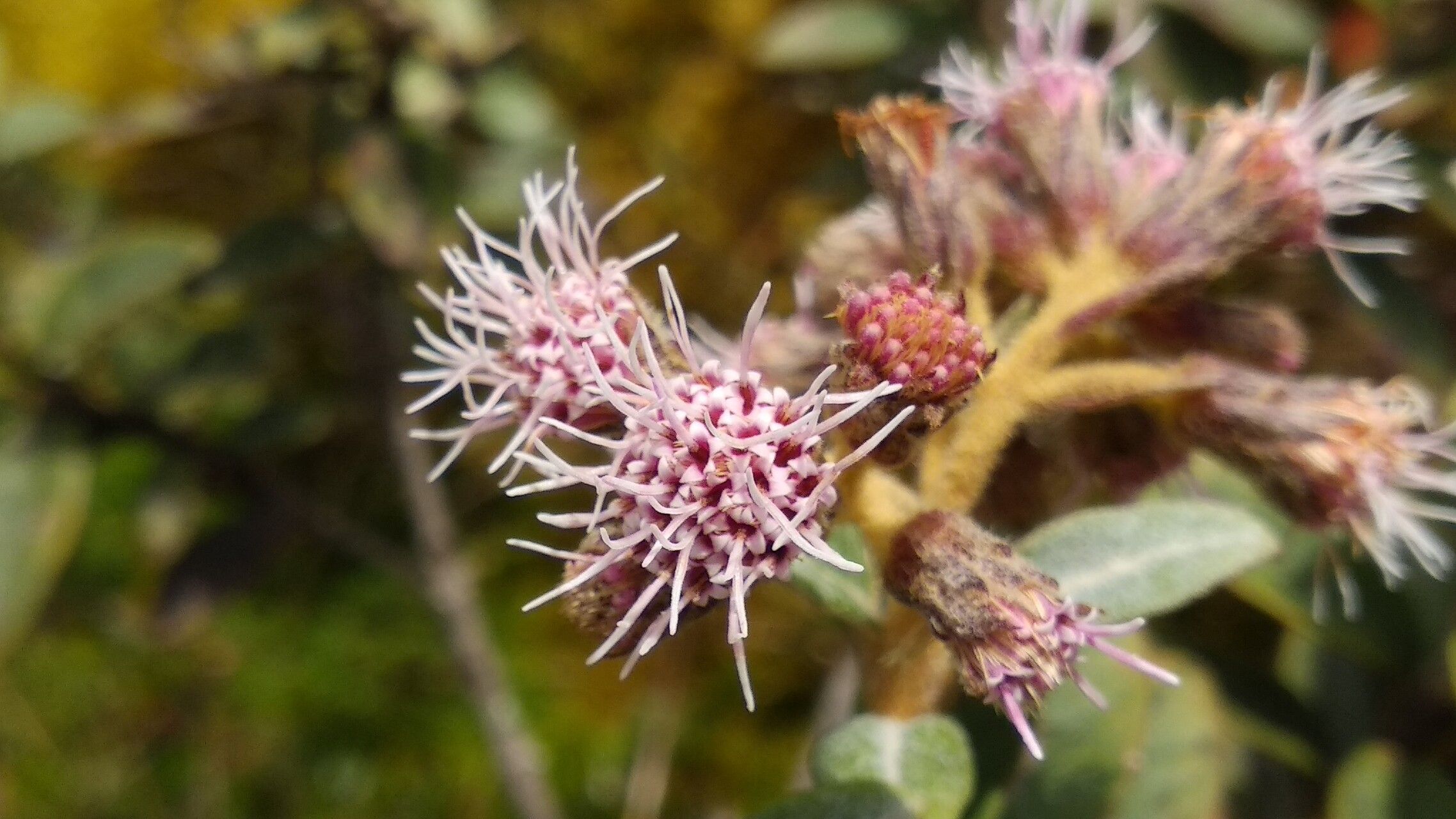 Ageratina gynoxoides flower