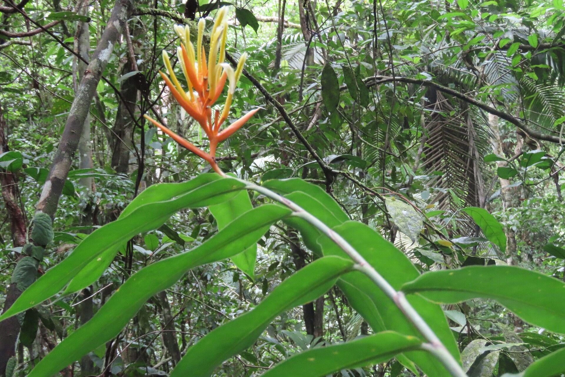 Heliconia wilsonii leaf
