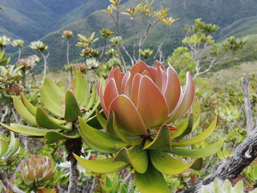 Melaleuca dawsonii leaf