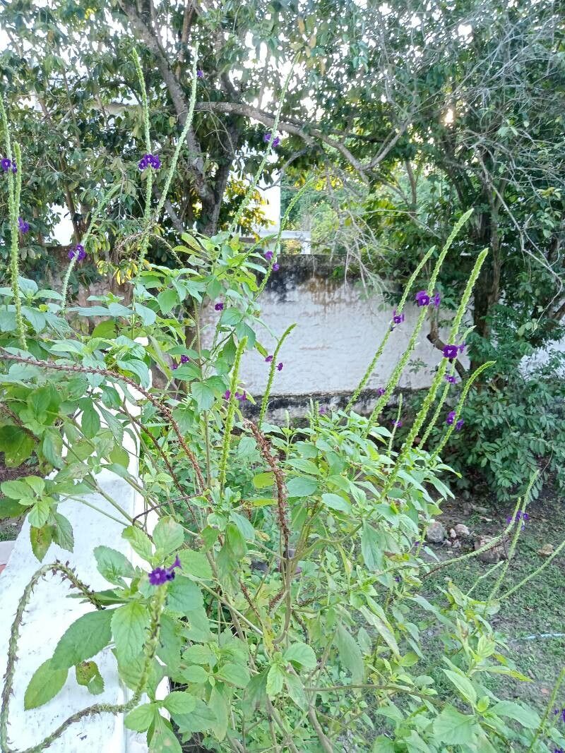 Stachytarpheta frantzii habit