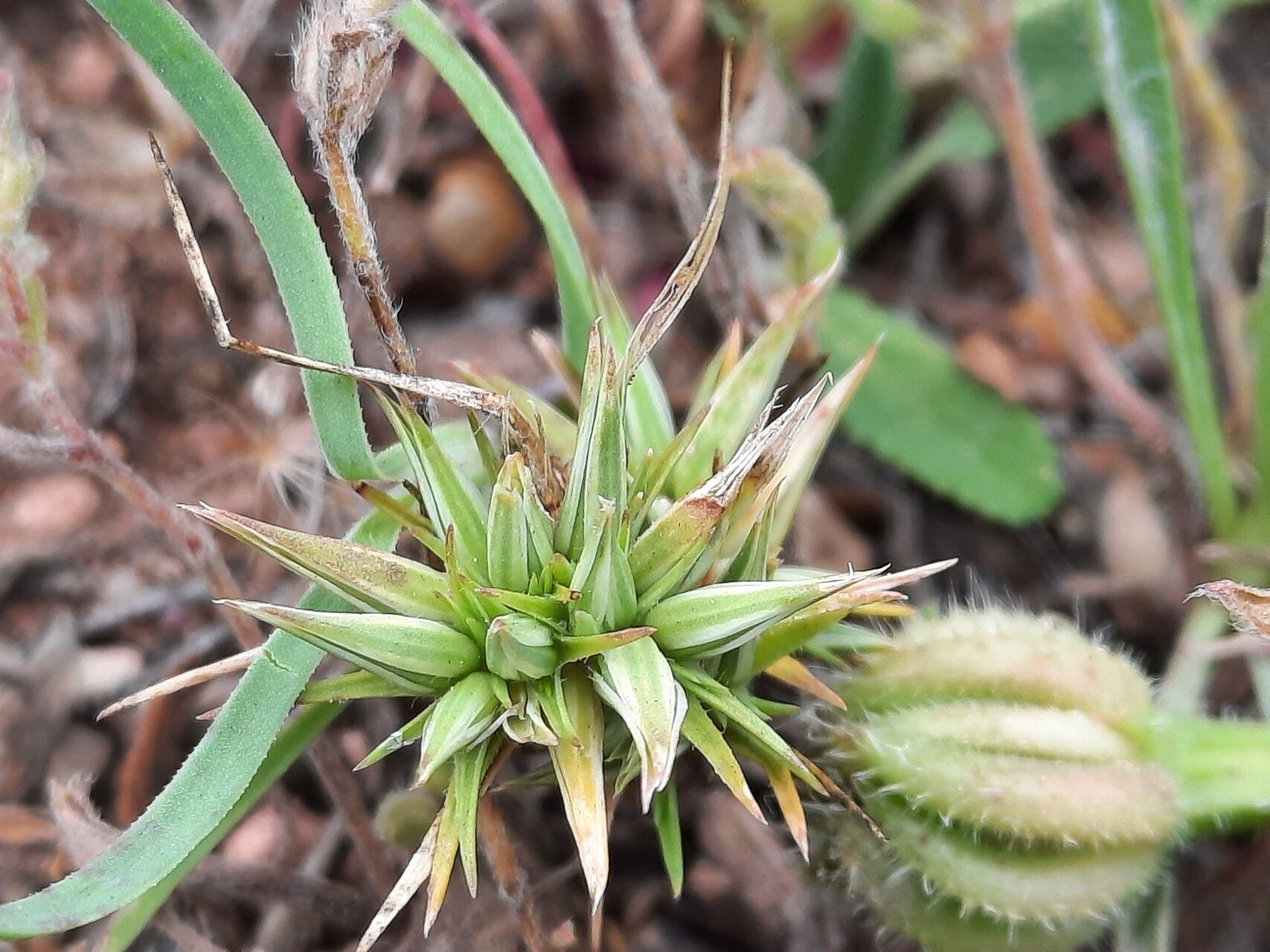 Minuartia montana leaf