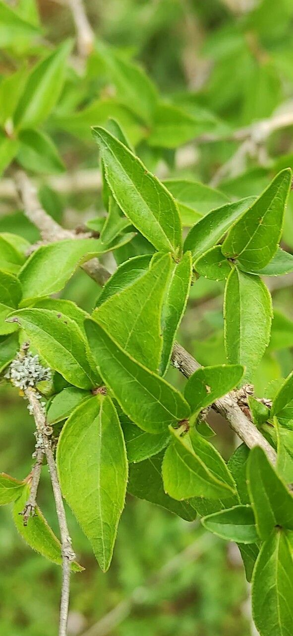 Abelia engleriana — related species from the same genus