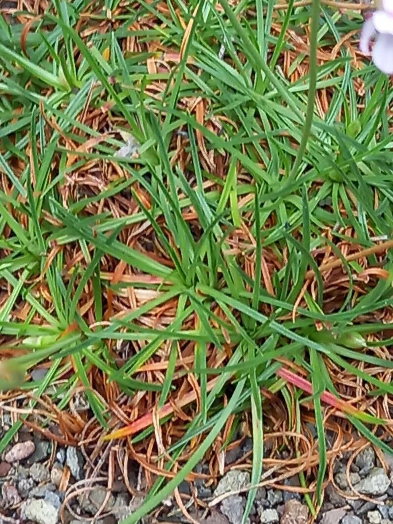 Armeria curvifolia — houseplant care guide