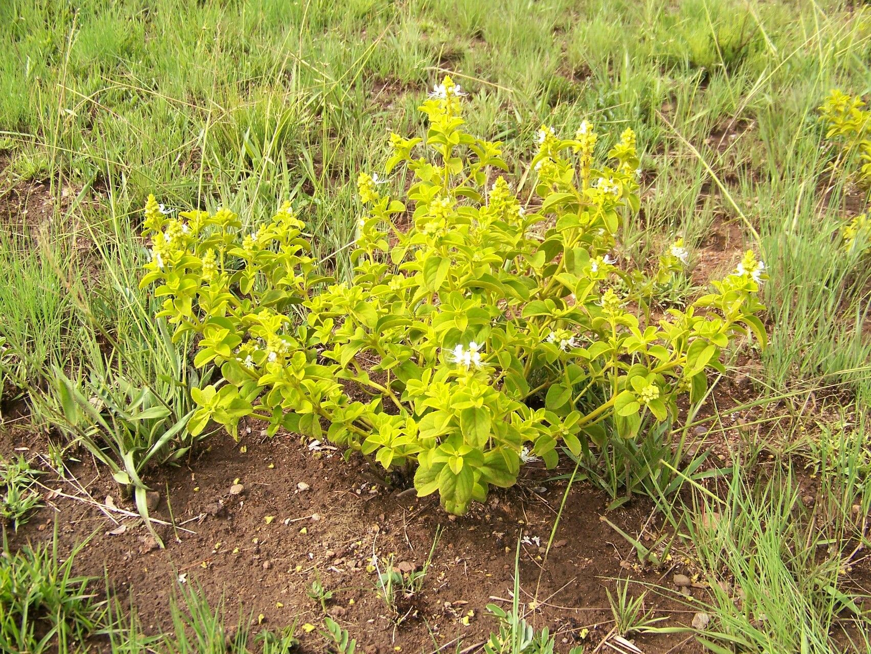 Ocimum vanderystii habit