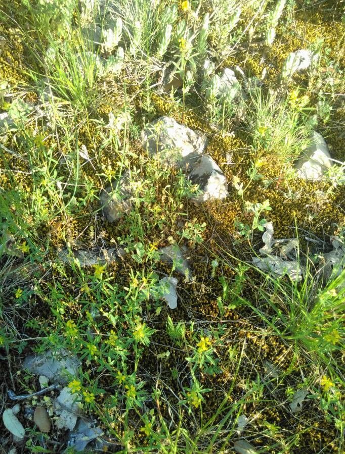 Melilotus neapolitanus habit