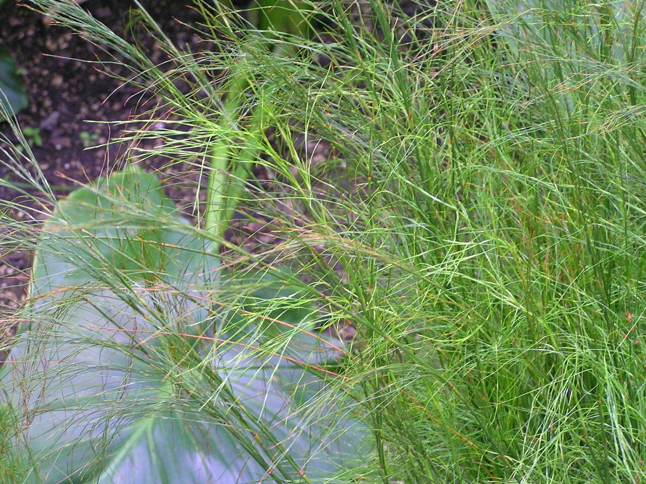 Baloskion tetraphyllum — houseplant care guide