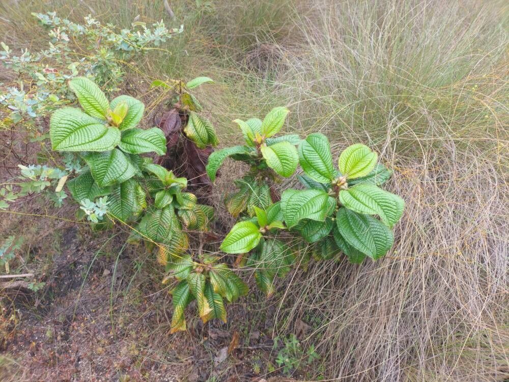 Miconia formicosetosa habit