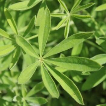 Lupinus ehrenbergii — search result for 'Lupinus'