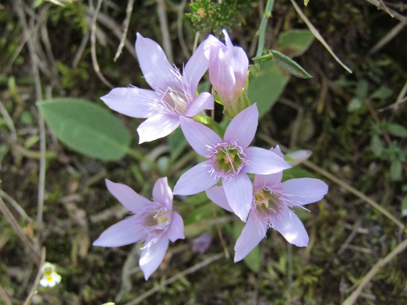 Gentianella bulgarica flower