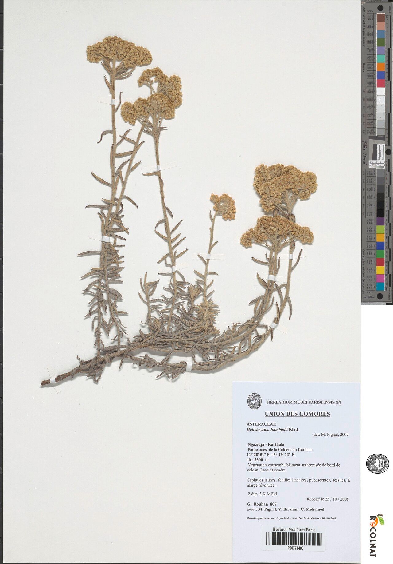 Helichrysum humblotii — houseplant care guide