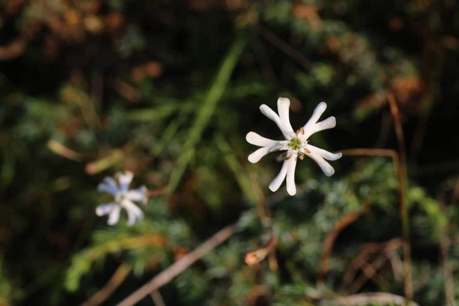 Silene waldsteinii flower