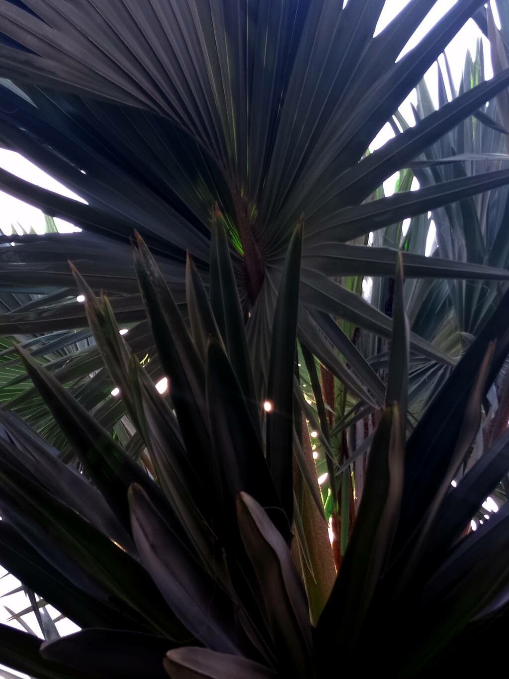 Coccothrinax miraguama — search result for 'Cuba'