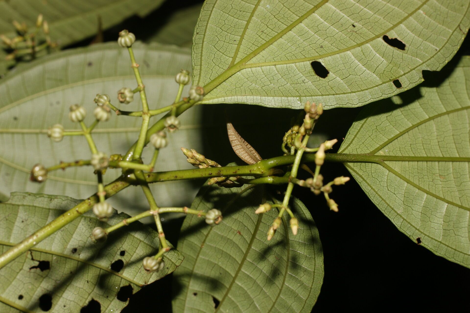 Miconia neomicrantha — houseplant care guide