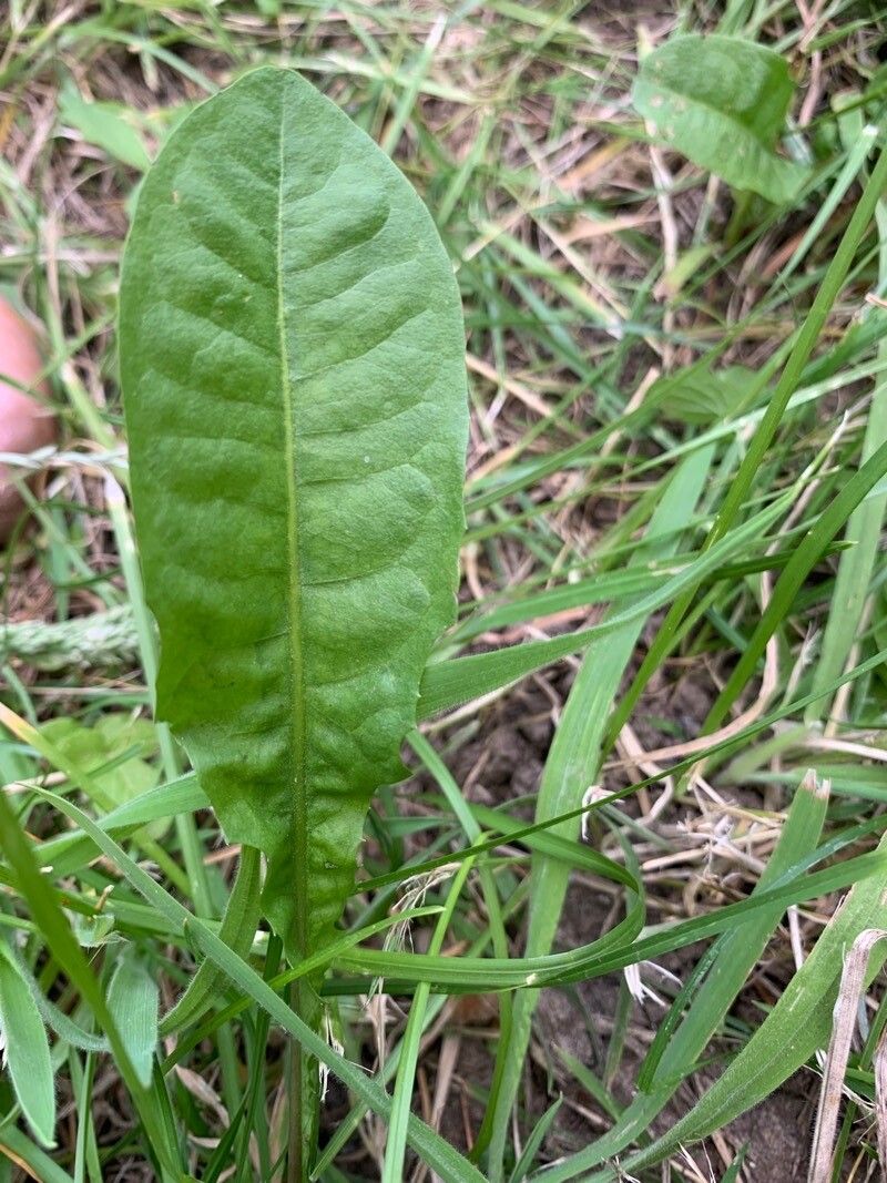 Taraxacum clemens leaf