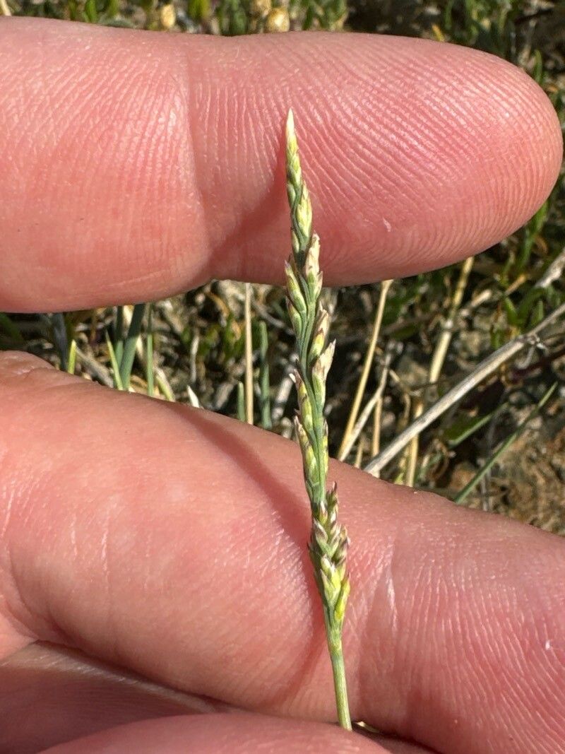 Puccinellia fasciculata flower