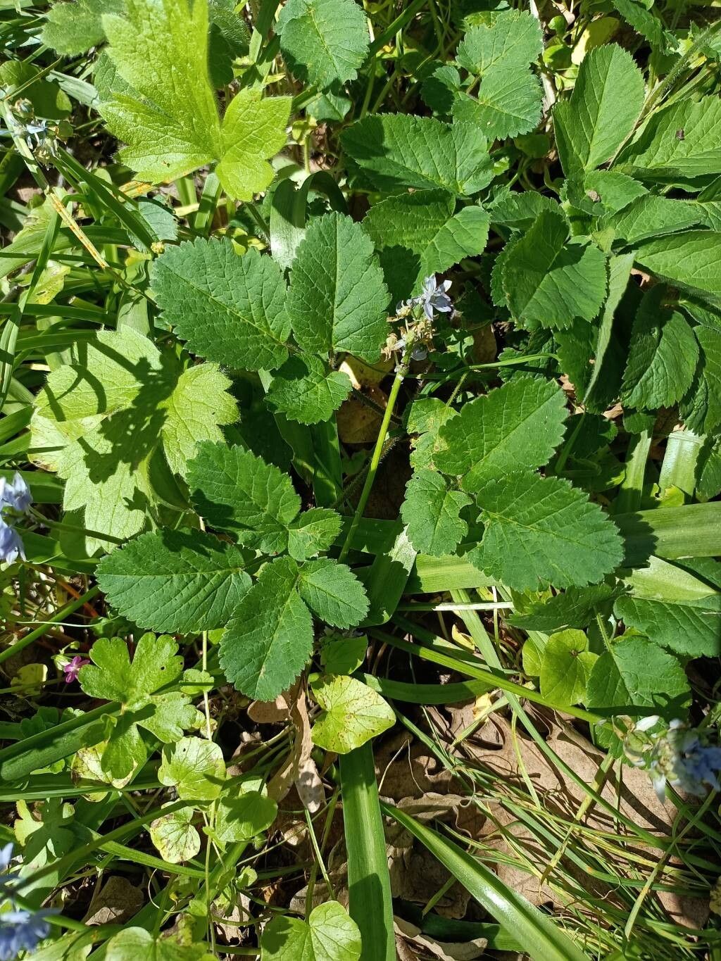 Chaerophyllum byzantinum — search result for 'Chaerophyllum'