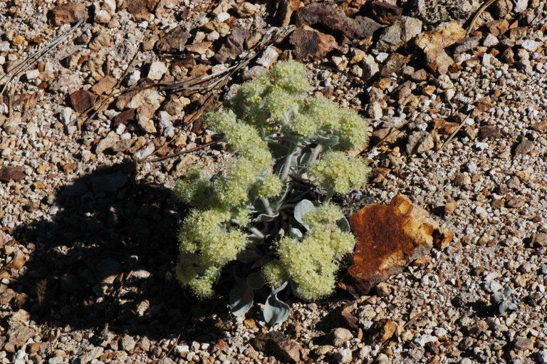 Eriogonum robustum habit