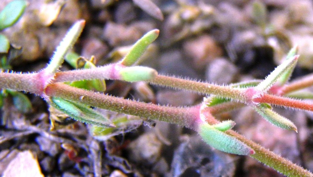 Rhodalsine geniculata bark