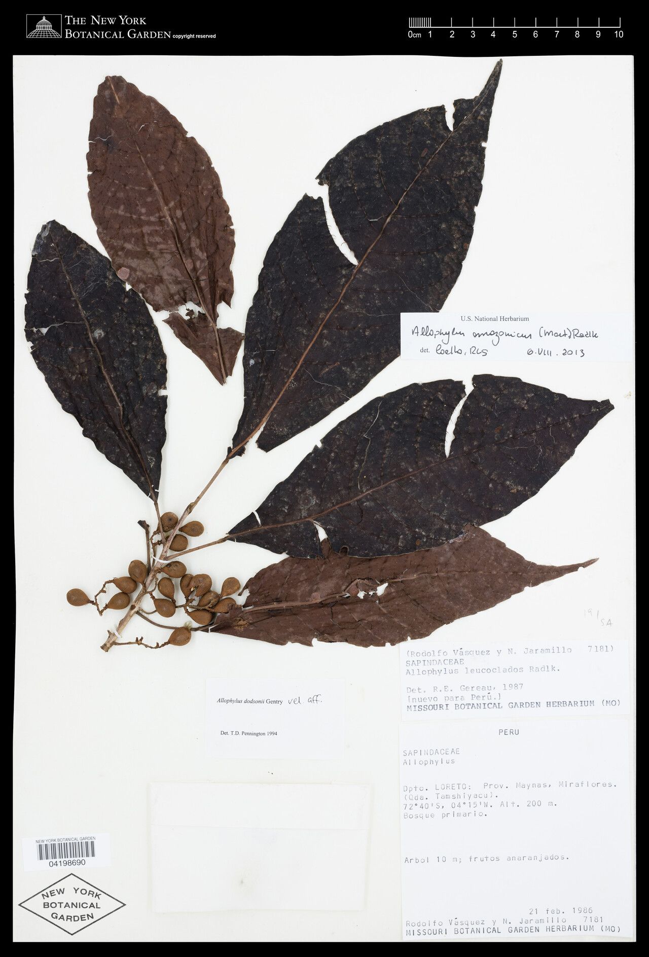 Allophylus amazonicus fruit