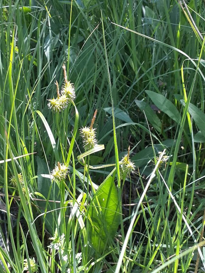 Carex flava fruit