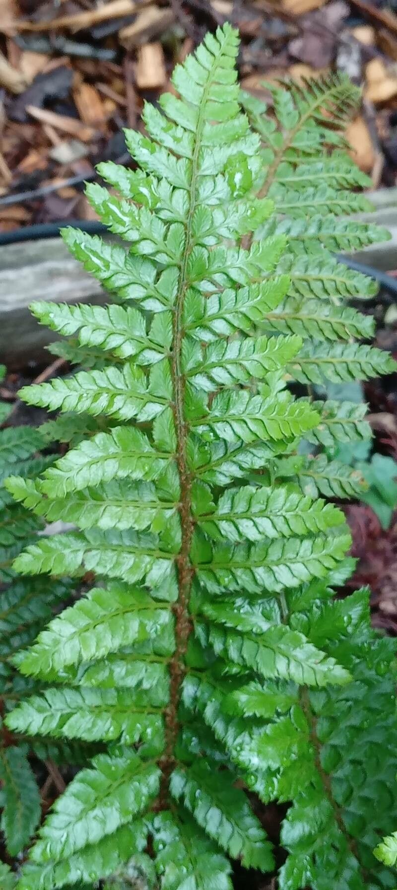 Polystichum polyblepharum — search result for 'Polystichum'
