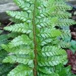 Polystichum polyblepharum