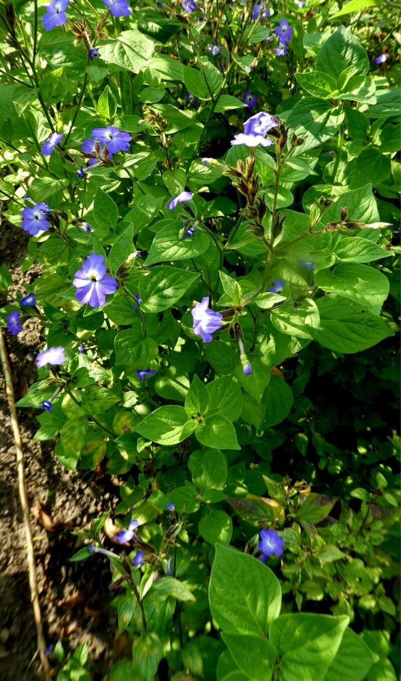 Browallia viscosa habit
