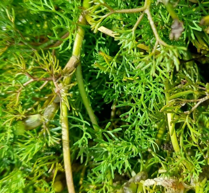 Ranunculus trichophyllus — search result for 'Annual and perennial herbaceous plants'