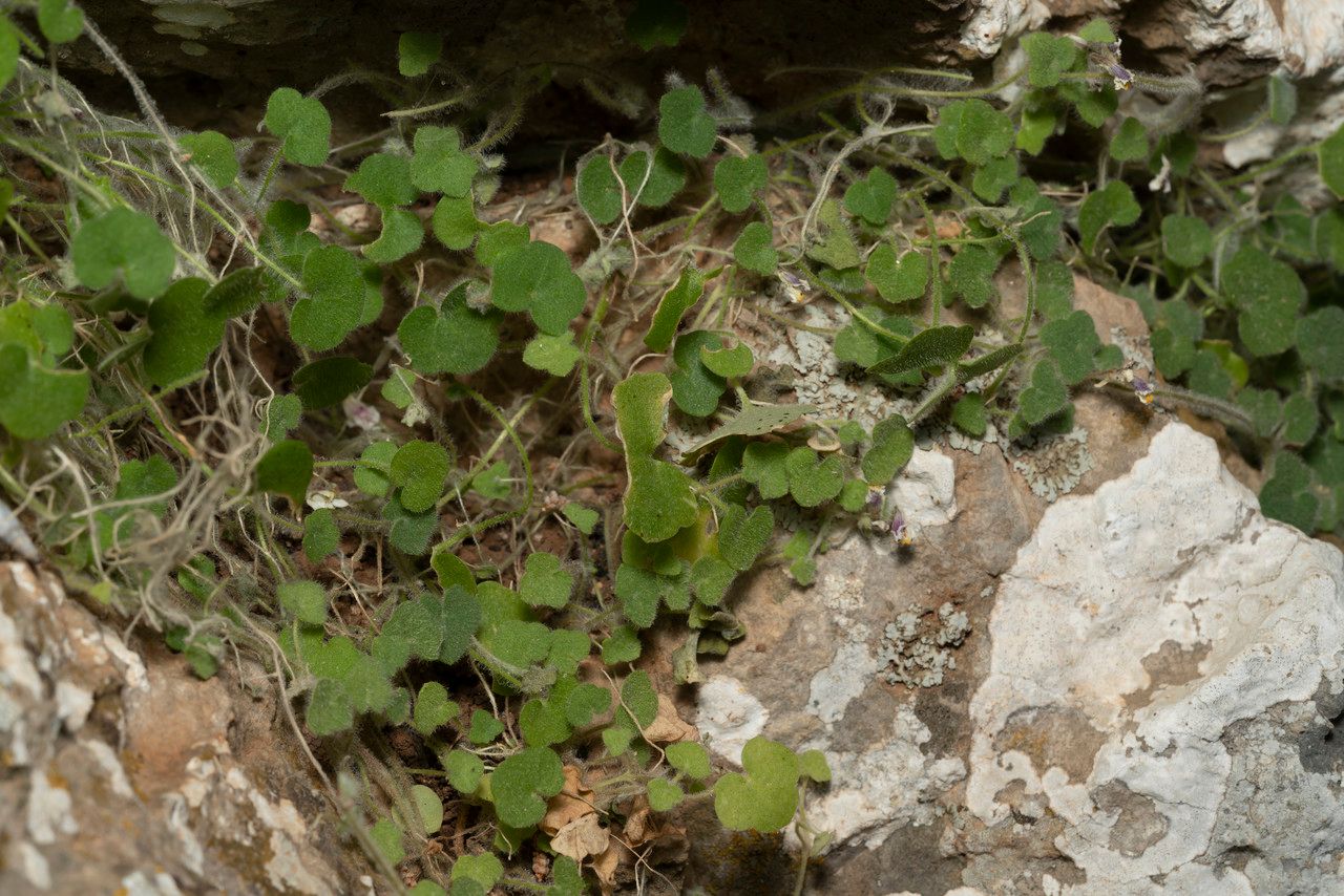 Cymbalaria microcalyx habit