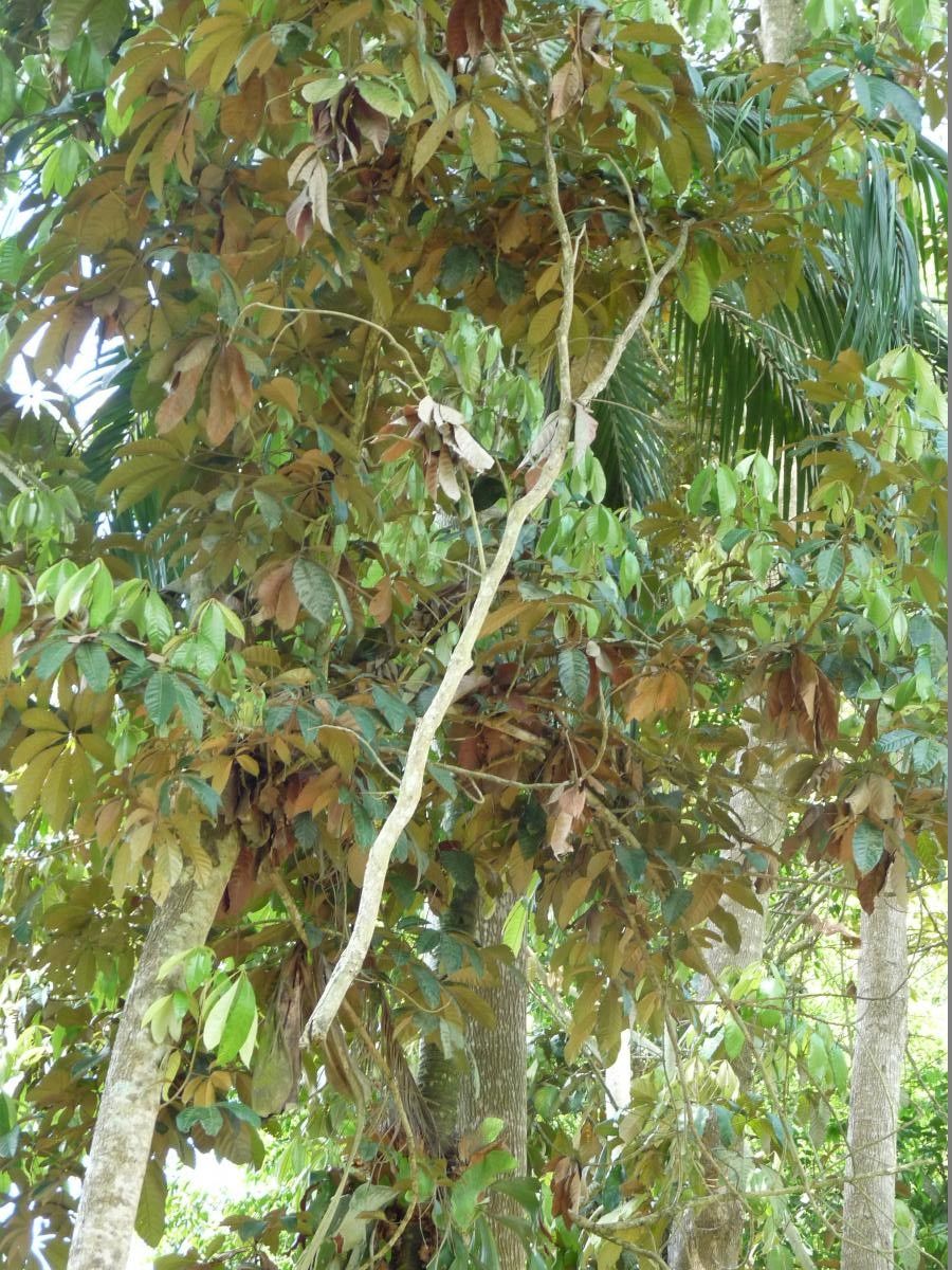 Heritiera utilis other