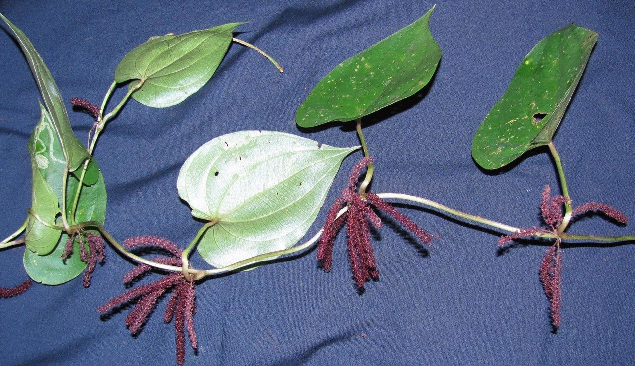 Dioscorea racemosa other