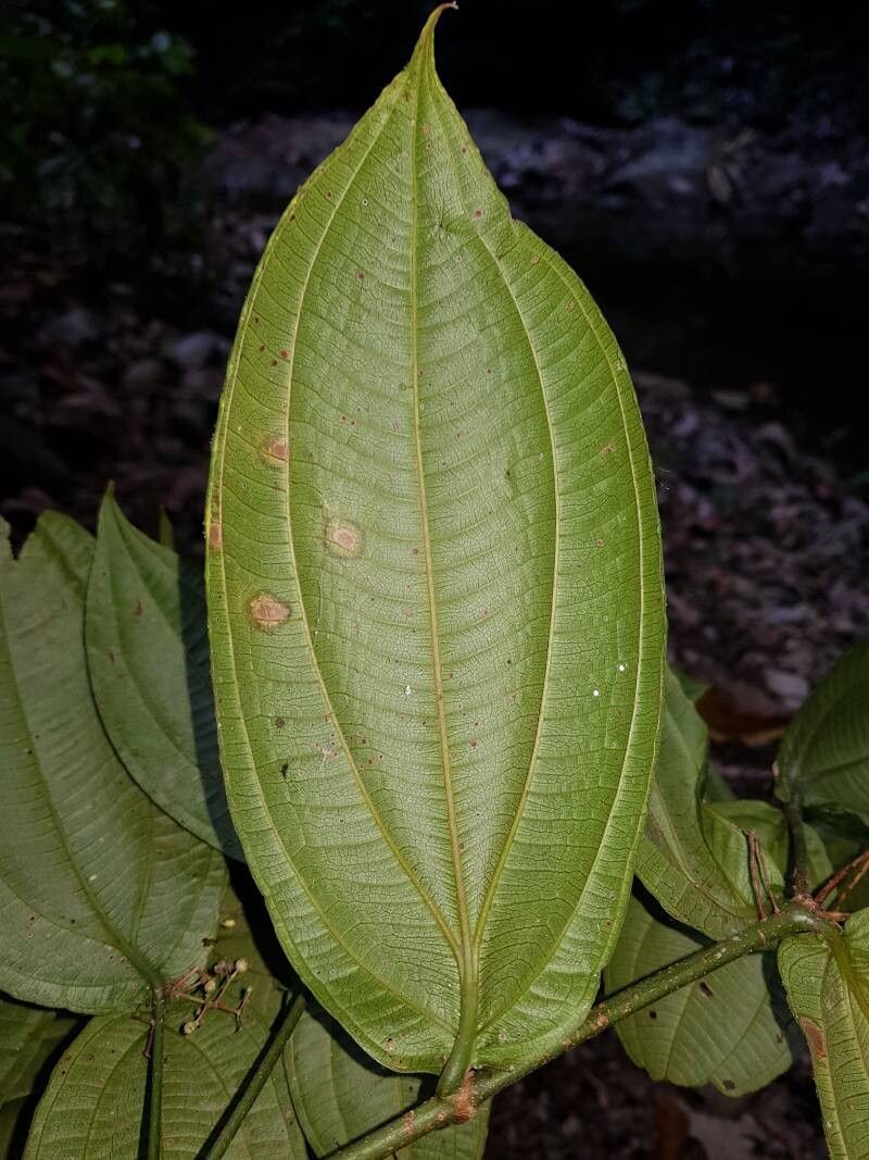 Miconia dissitiflora — houseplant care guide