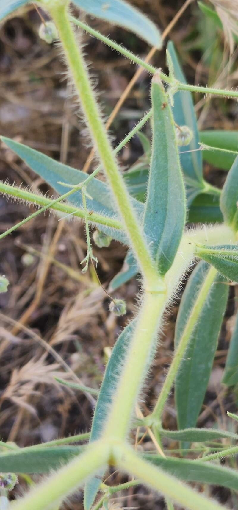 Gypsophila pilosa — search result for 'Gypsophila'