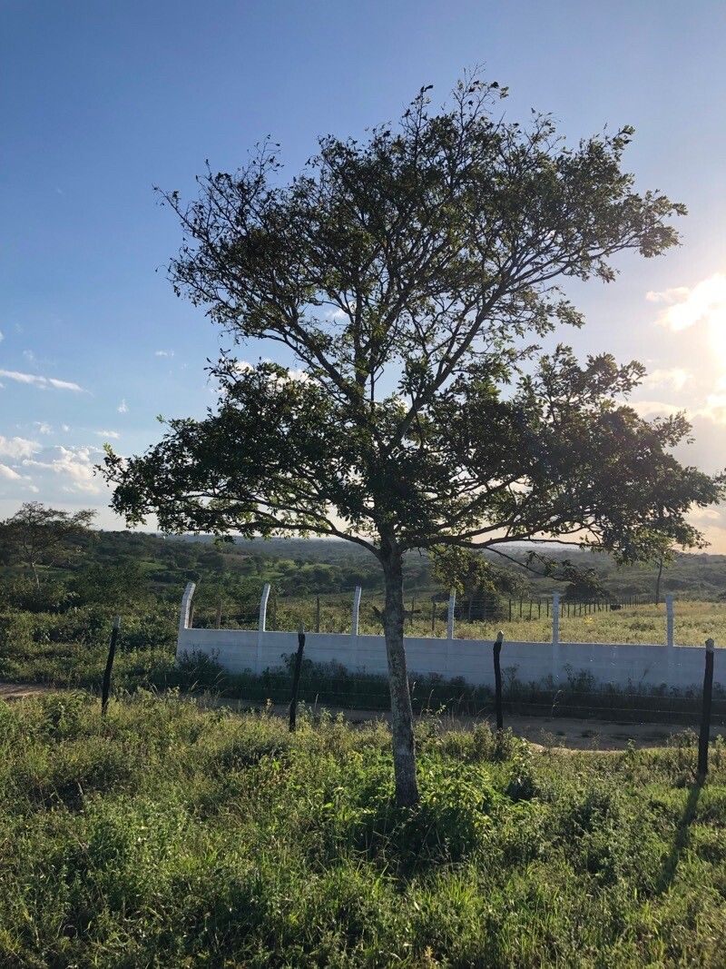 Pterodon emarginatus bark