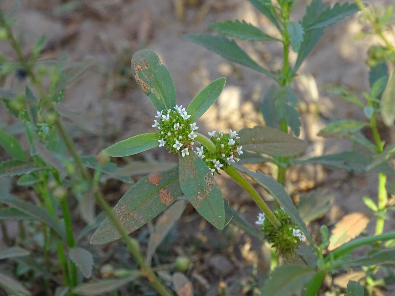 Spermacoce verticillata — search result for 'Rubiaceae'