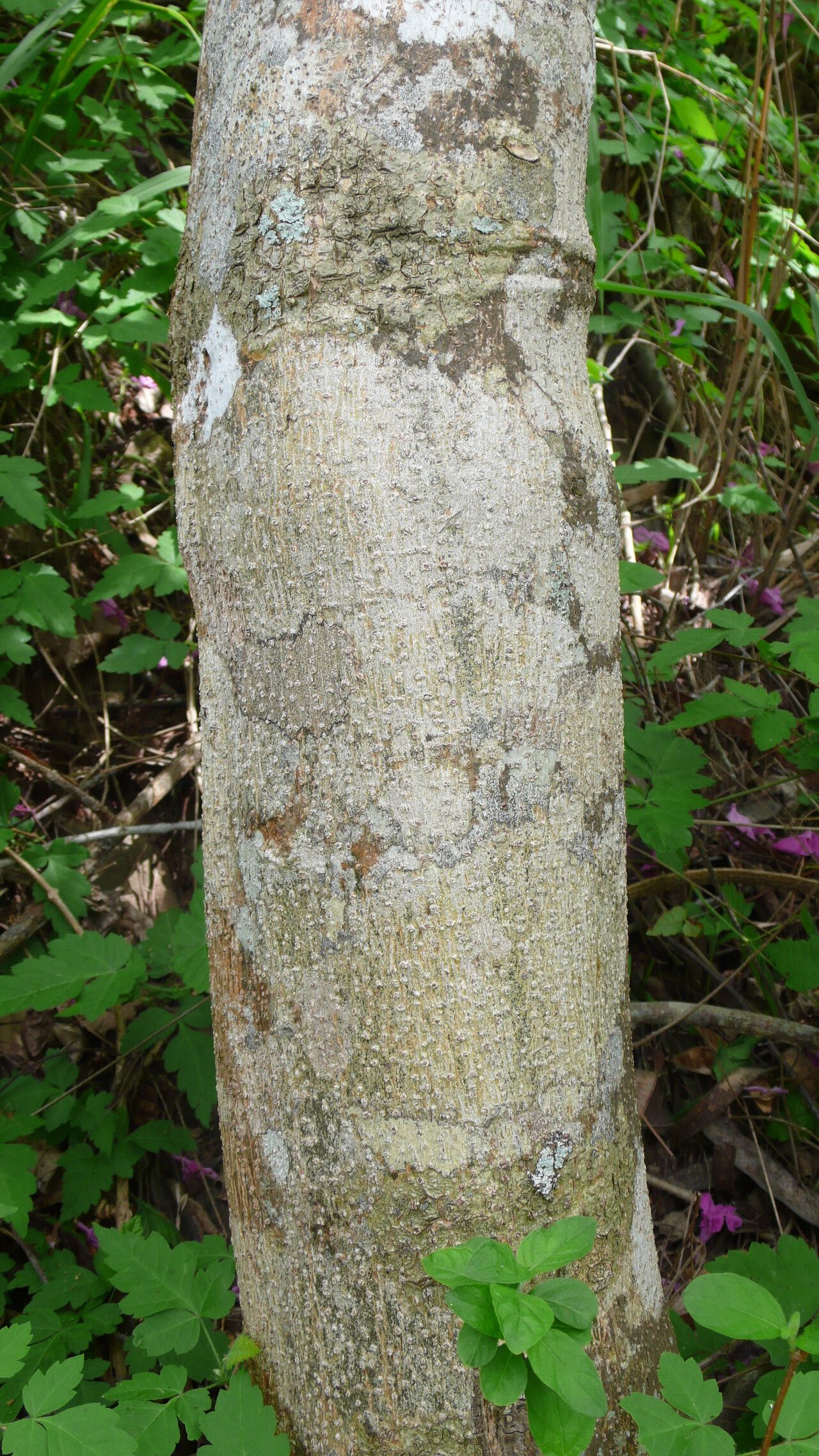 Arrabidaea corallina bark