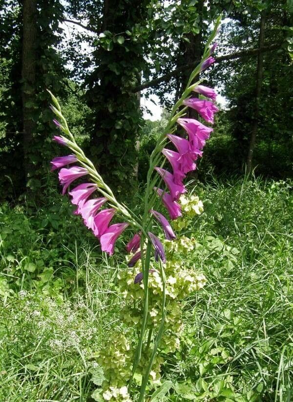 Gladiolus palustris habit