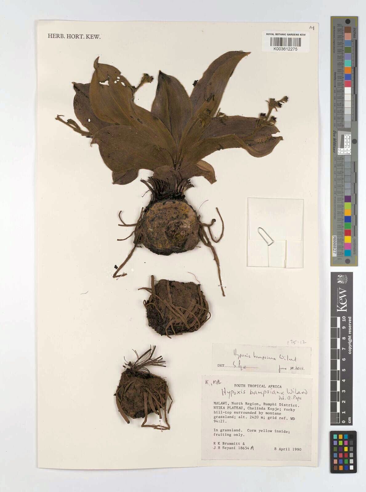 Hypoxis bampsiana — related species from the same genus